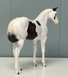 Fransisco Throwback Sample Pinto Weanling - SAMPLE &amp; OOAK SALE APRIL 2024 SS424