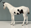 Fransisco Throwback Sample Pinto Weanling - SAMPLE &amp; OOAK SALE APRIL 2024 SS424