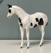 Fransisco Throwback Sample Pinto Weanling - SAMPLE &amp; OOAK SALE APRIL 2024 SS424