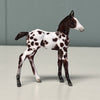 Novo OOAK Custom Chip Foal By Andrea Thomason - SAMPLE &amp; OOAK SALE APRIL 2024 SS424