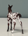 Novo OOAK Custom Chip Foal By Andrea Thomason - SAMPLE &amp; OOAK SALE APRIL 2024 SS424