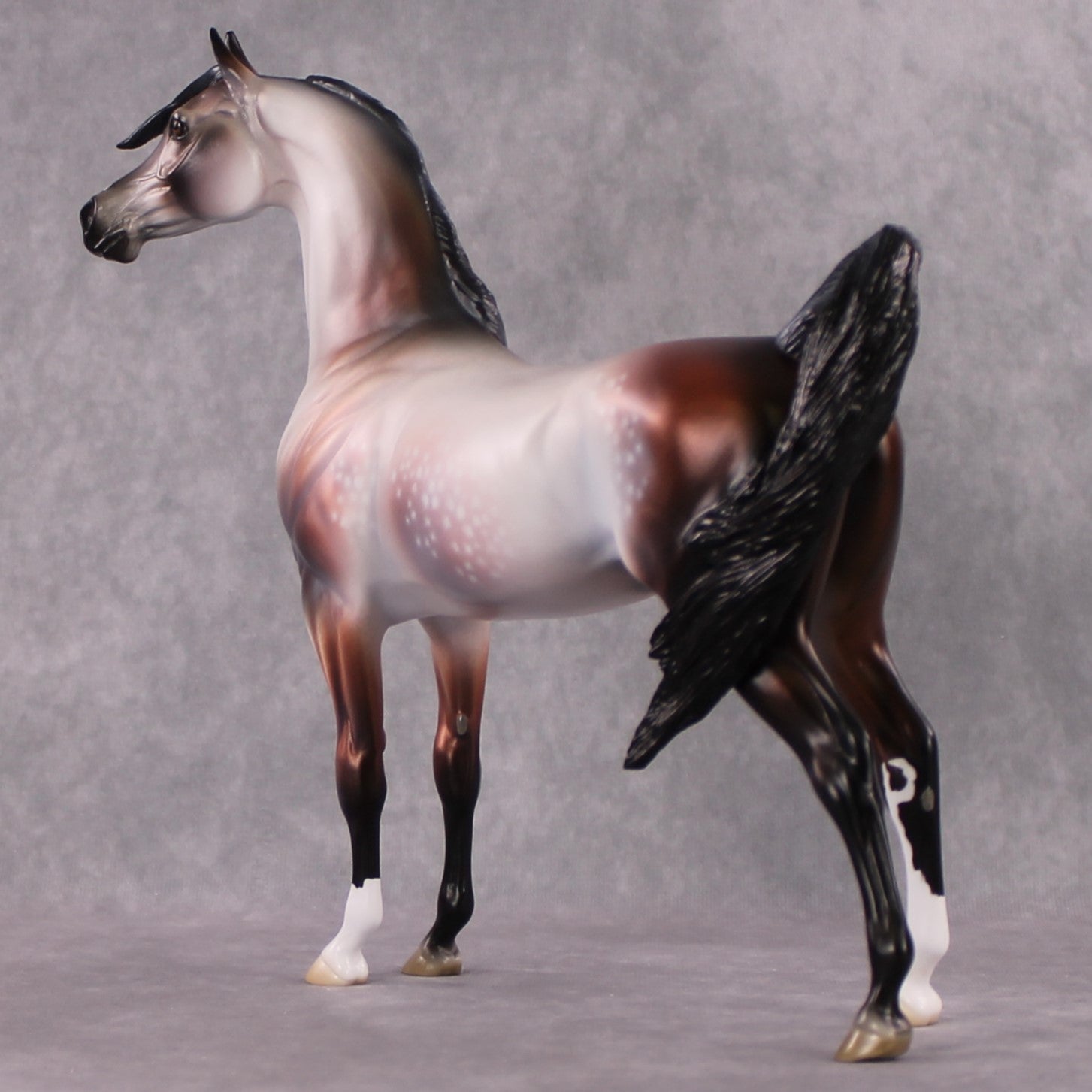 "Purgatorio" SAMPLE Star Dappled Rose Grey Arabian By Jess Hamill