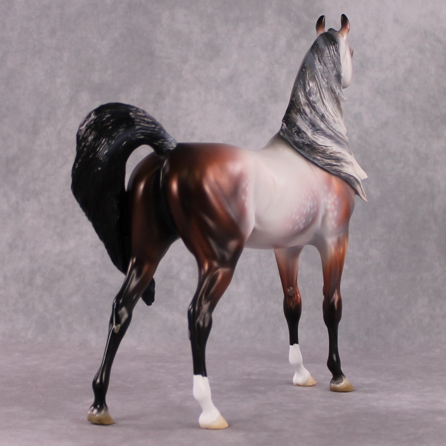 "Purgatorio" SAMPLE Star Dappled Rose Grey Arabian By Jess Hamill