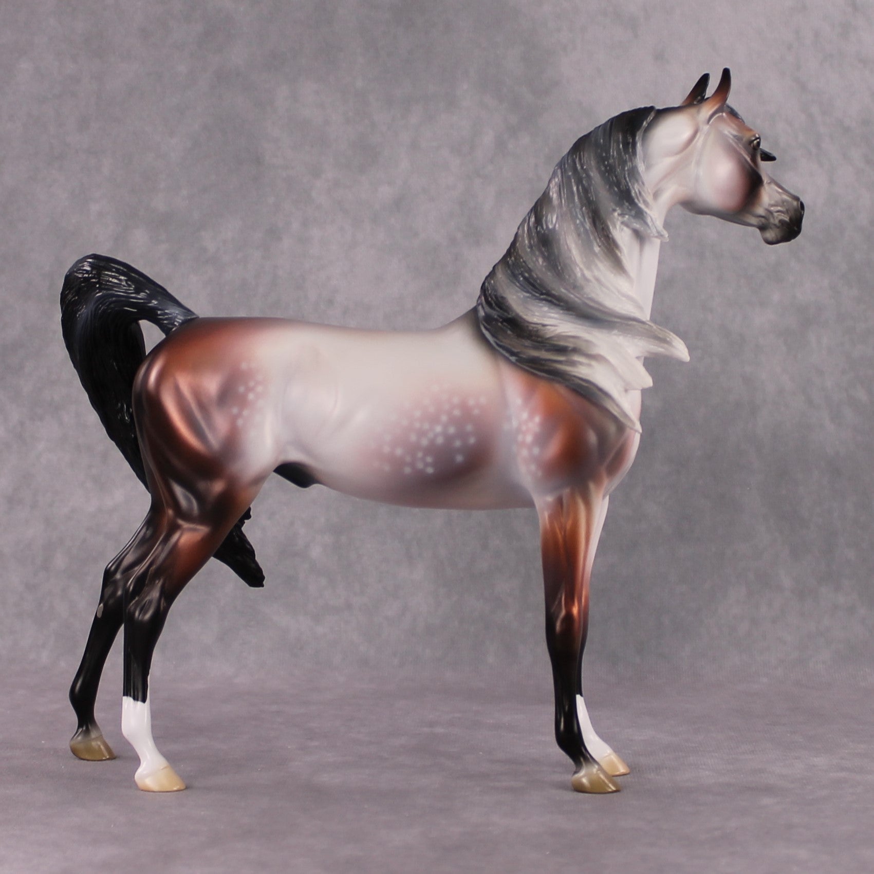 "Purgatorio" SAMPLE Star Dappled Rose Grey Arabian By Jess Hamill