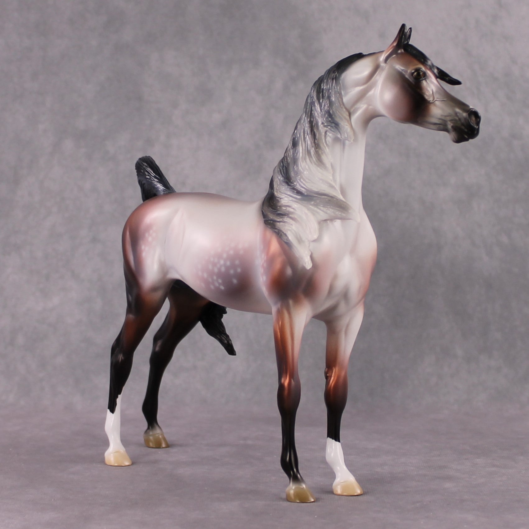 "Purgatorio" SAMPLE Star Dappled Rose Grey Arabian By Jess Hamill