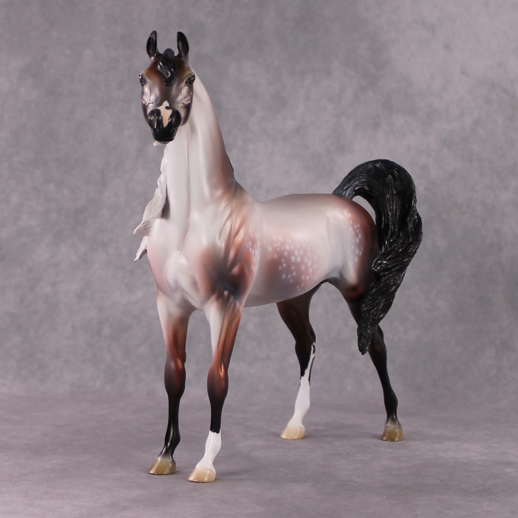 "Purgatorio" SAMPLE Star Dappled Rose Grey Arabian By Jess Hamill