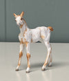 Nou OOAK Custom Chip Foal By Andrea Thomason - SAMPLE &amp; OOAK SALE APRIL 2024 SS424