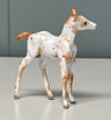 Nou OOAK Custom Chip Foal By Andrea Thomason - SAMPLE &amp; OOAK SALE APRIL 2024 SS424