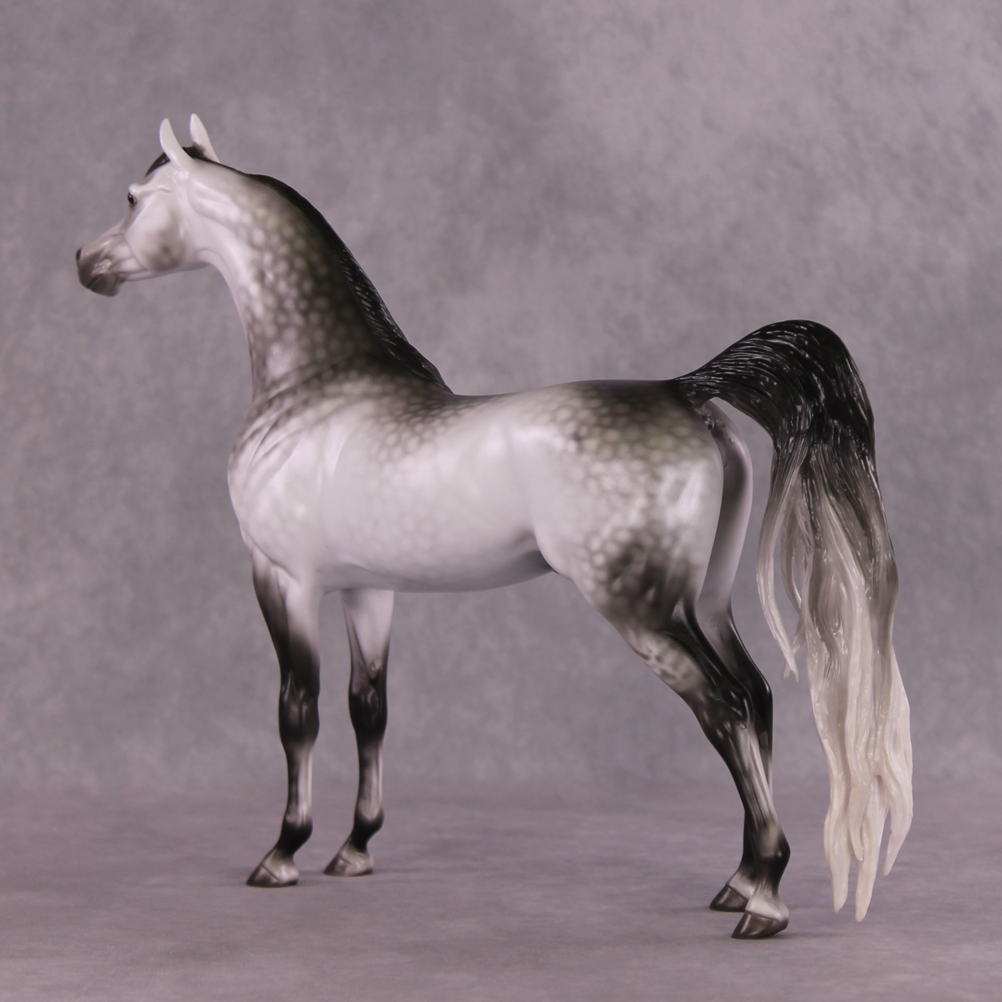 "Amadeus" LE-5 EFCM Arabian Stallion By Ellen Robbins SHCF25OS Run
