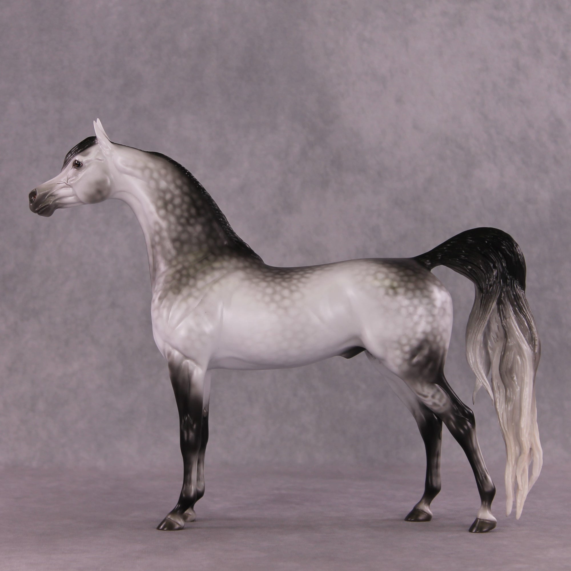 "Amadeus" LE-5 EFCM Arabian Stallion By Ellen Robbins SHCF25OS Run
