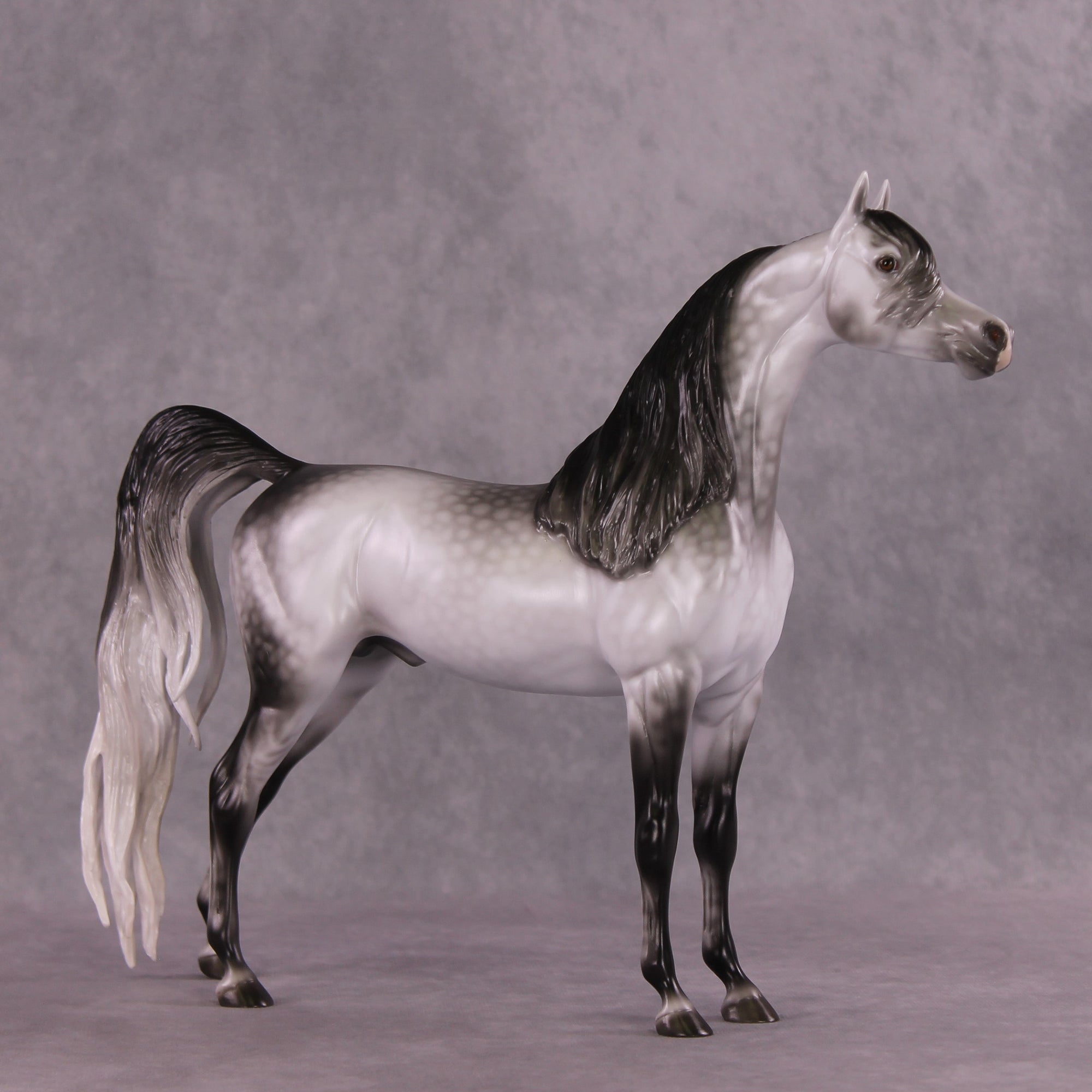 "Amadeus" LE-5 EFCM Arabian Stallion By Ellen Robbins SHCF25OS Run