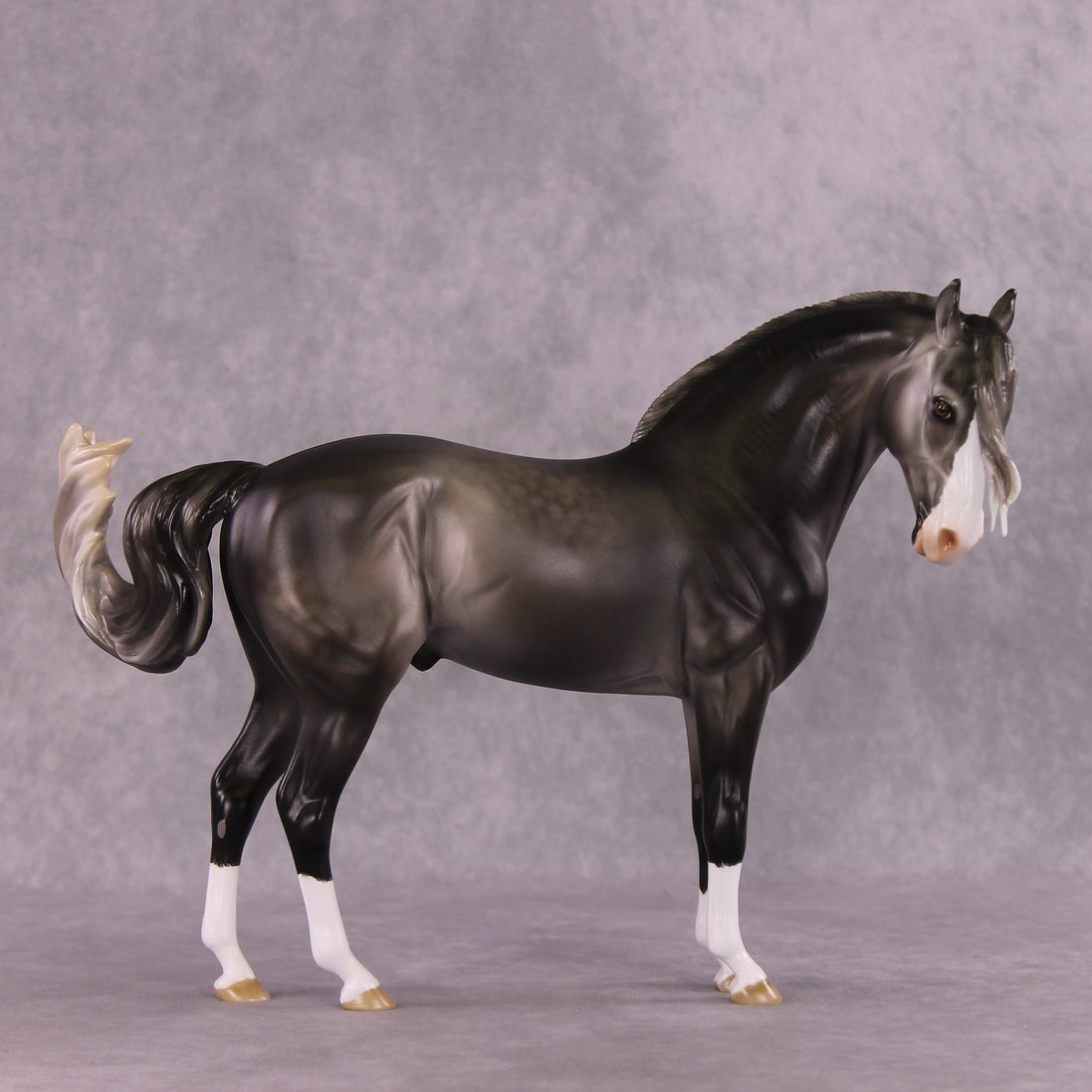 "Figaro" LE-5 EFCM Andalusian by Ashley Palmer SHCF25 Run