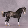 &quot;Figaro&quot; LE-5 EFCM Andalusian by Ashley Palmer SHCF25 Run