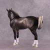 &quot;Figaro&quot; LE-5 EFCM Andalusian by Ashley Palmer SHCF25 Run