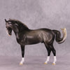 &quot;Figaro&quot; LE-5 EFCM Andalusian by Ashley Palmer SHCF25 Run