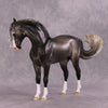 &quot;Figaro&quot; LE-5 EFCM Andalusian by Ashley Palmer SHCF25 Run