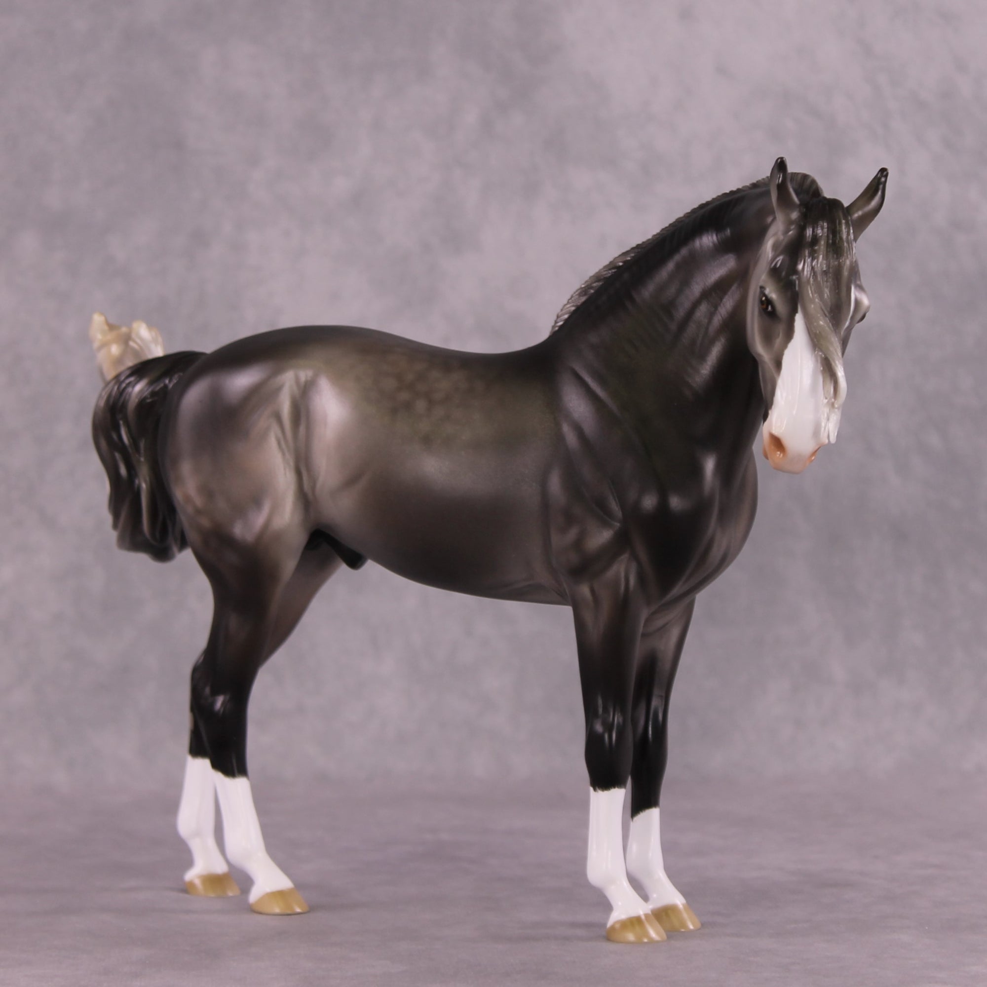 "Figaro" LE-5 EFCM Andalusian by Ashley Palmer SHCF25 Run