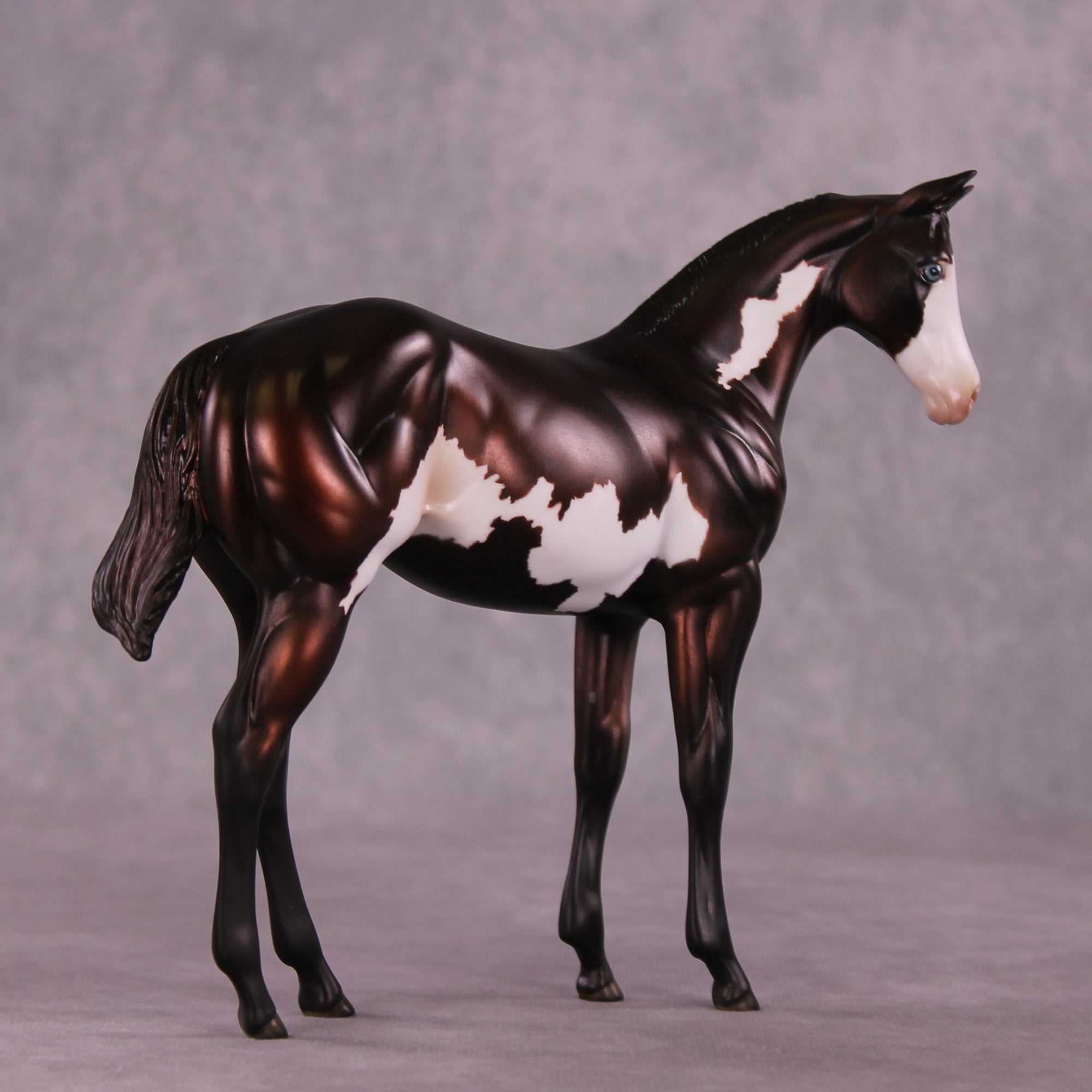 "Sedulous" OOAK Weanling by Julie Keim EQ25