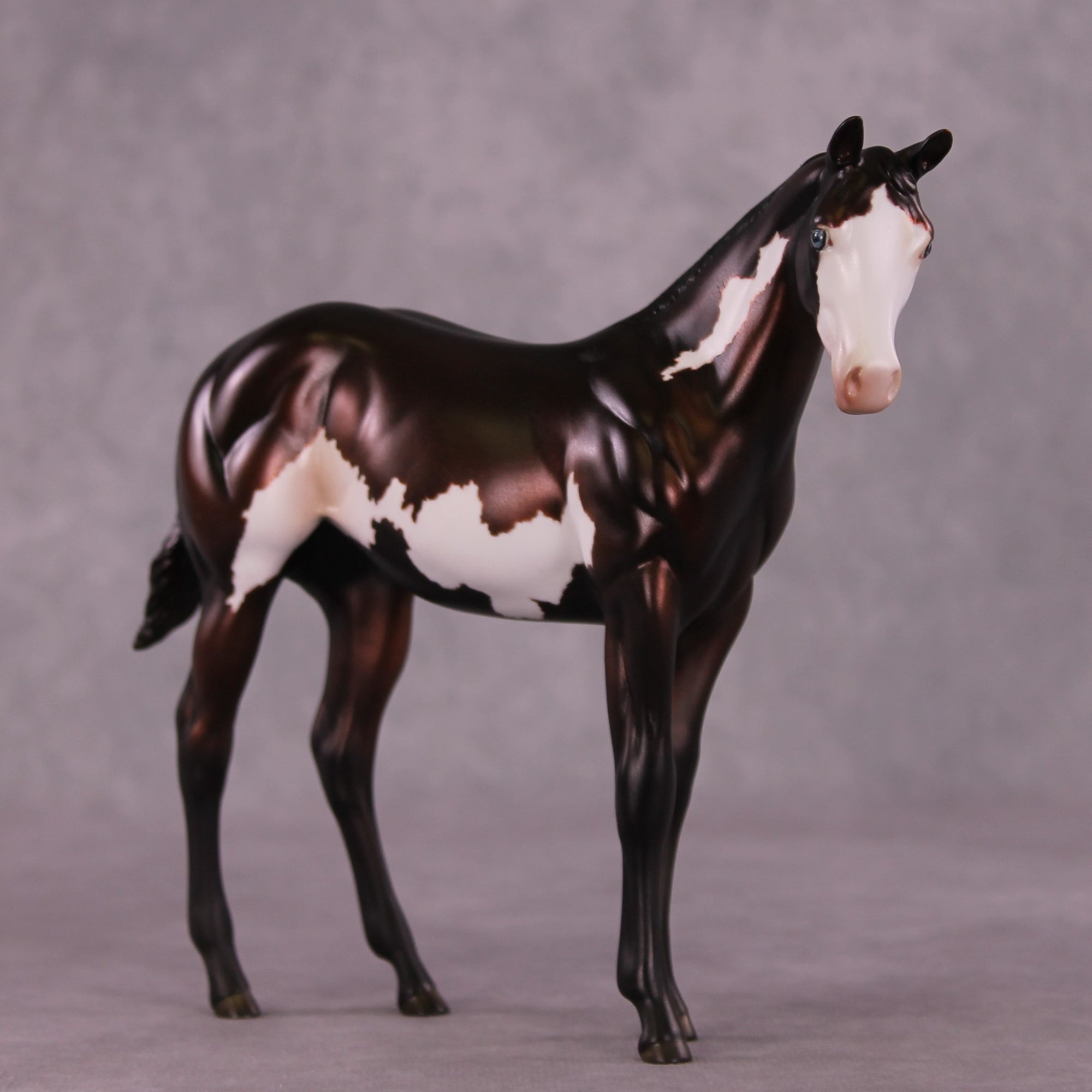 "Sedulous" OOAK Weanling by Julie Keim EQ25