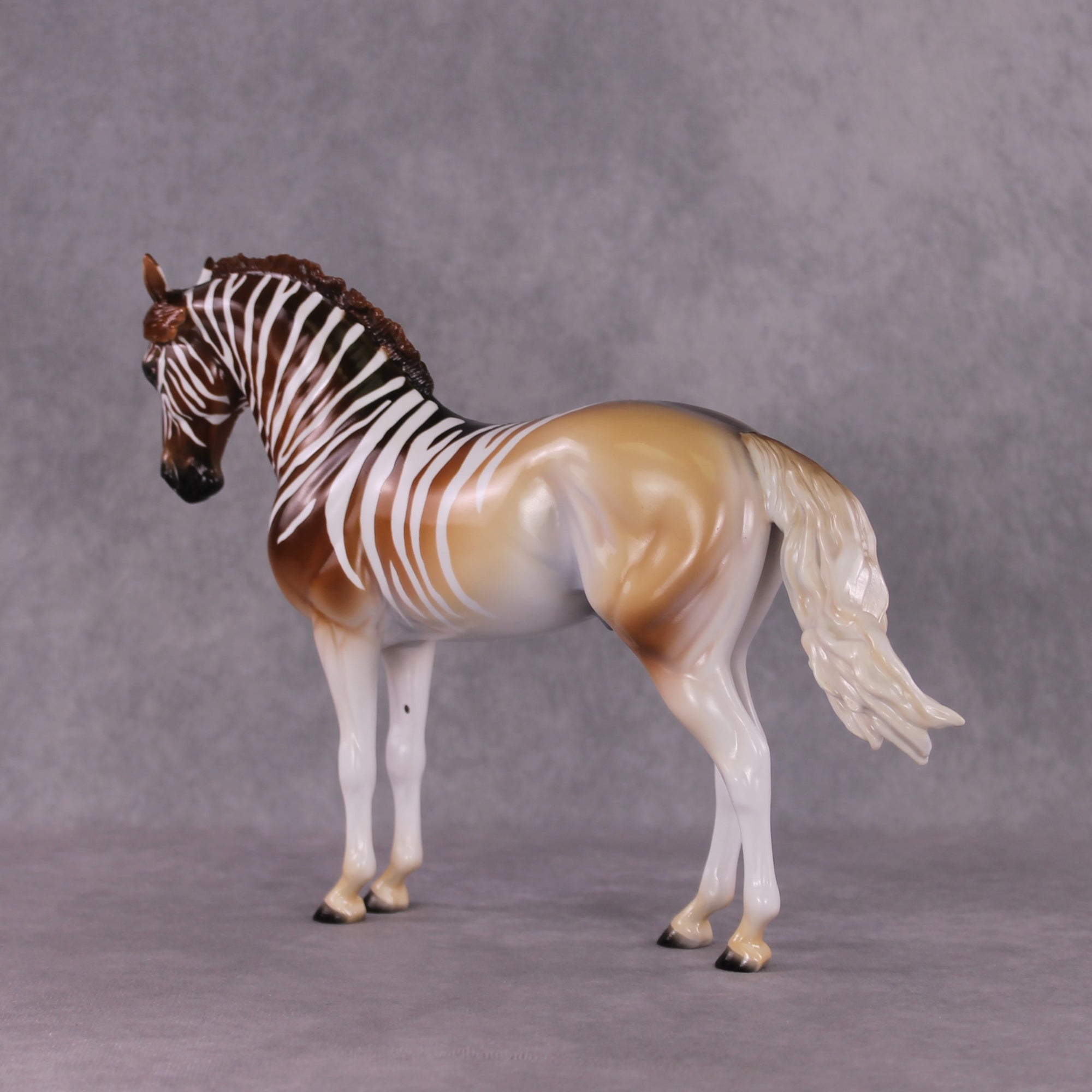 "Lewend Droom" FCM Andalusian By Tegan Davis