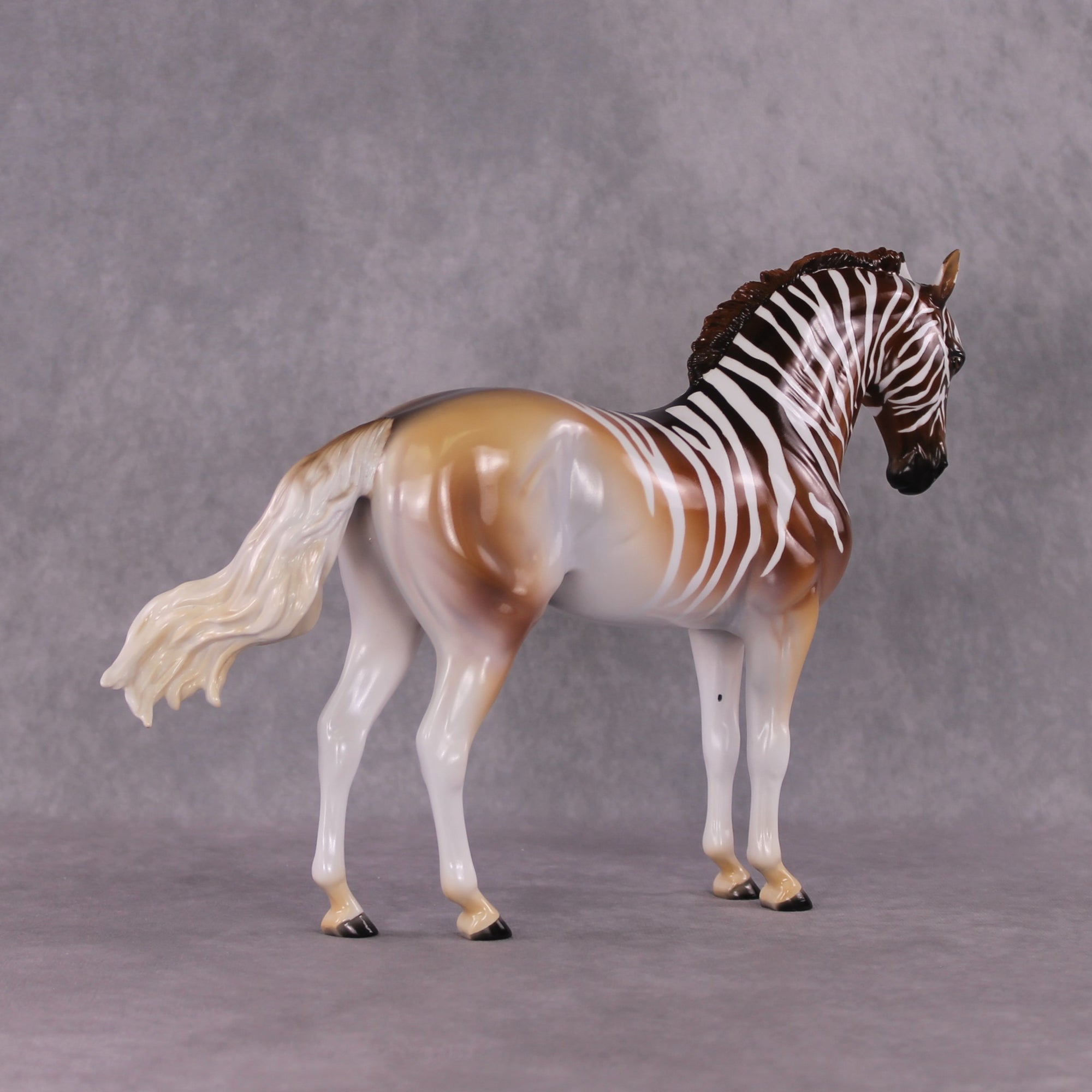 "Lewend Droom" FCM Andalusian By Tegan Davis