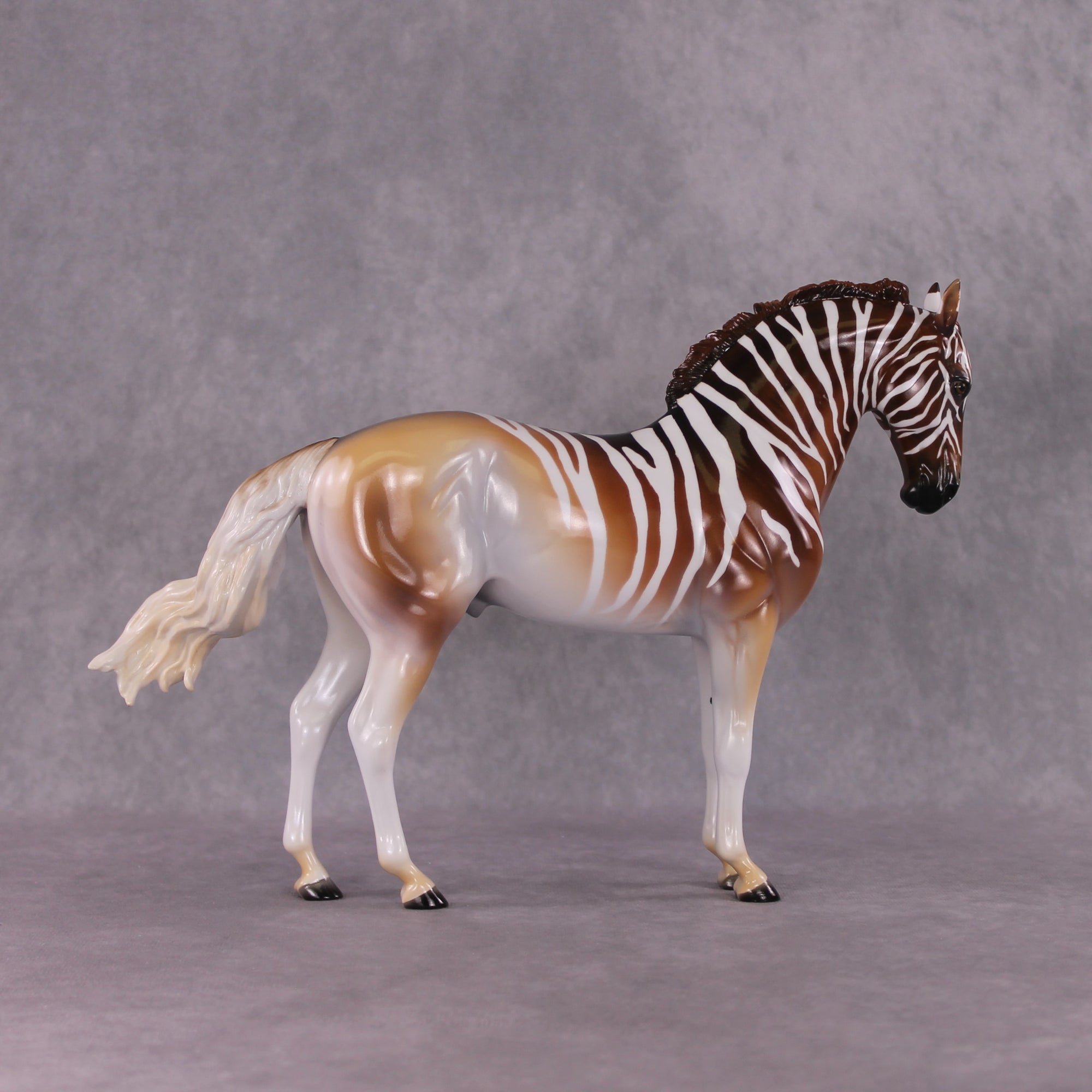 "Lewend Droom" FCM Andalusian By Tegan Davis