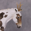 Conejo-Ciervo OOAK Jackelope Deco Mule By Jess Hamill MM24 Best Offer