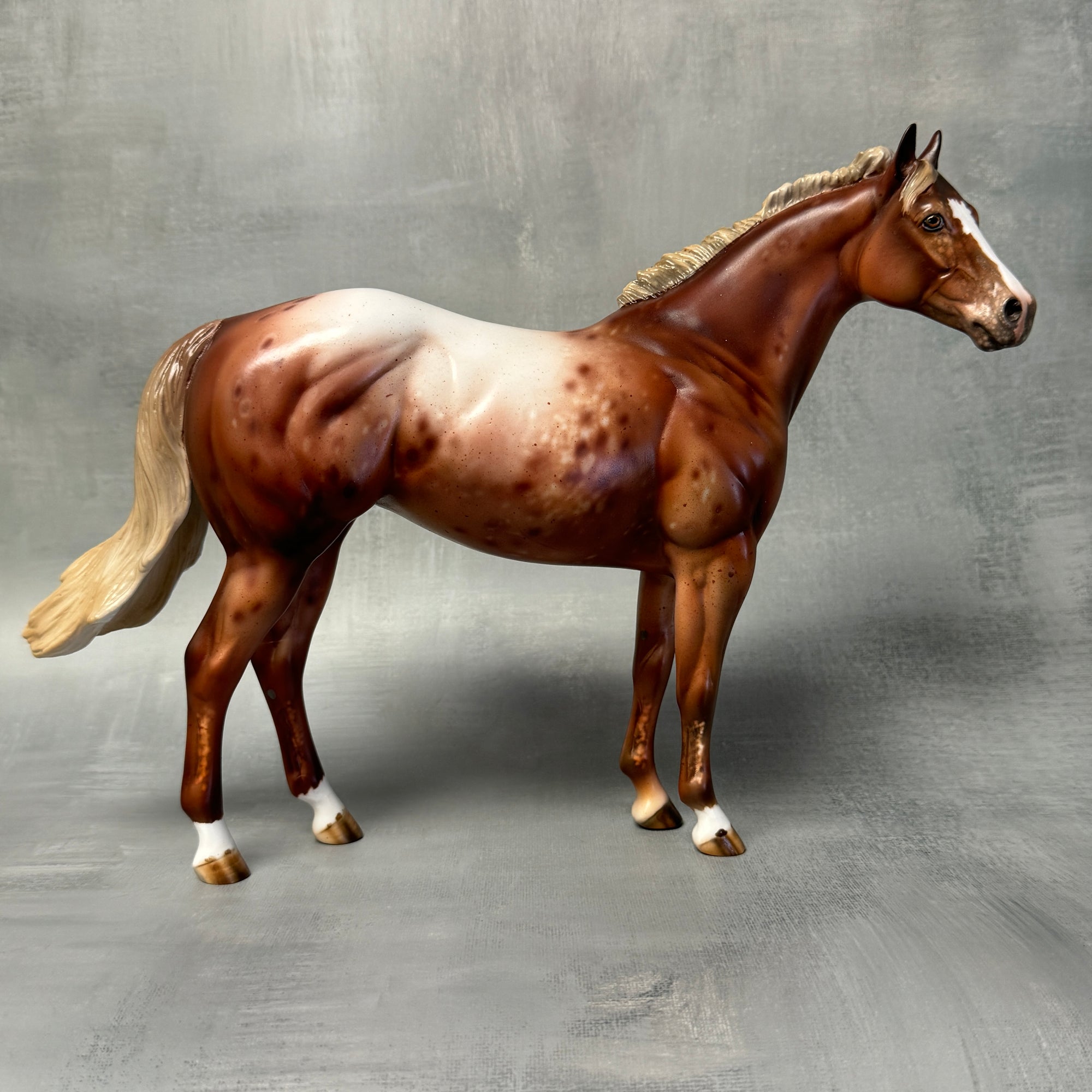 SAMPLE Virginia Appaloosa Custom ISH Mare By Julie Keim SS824