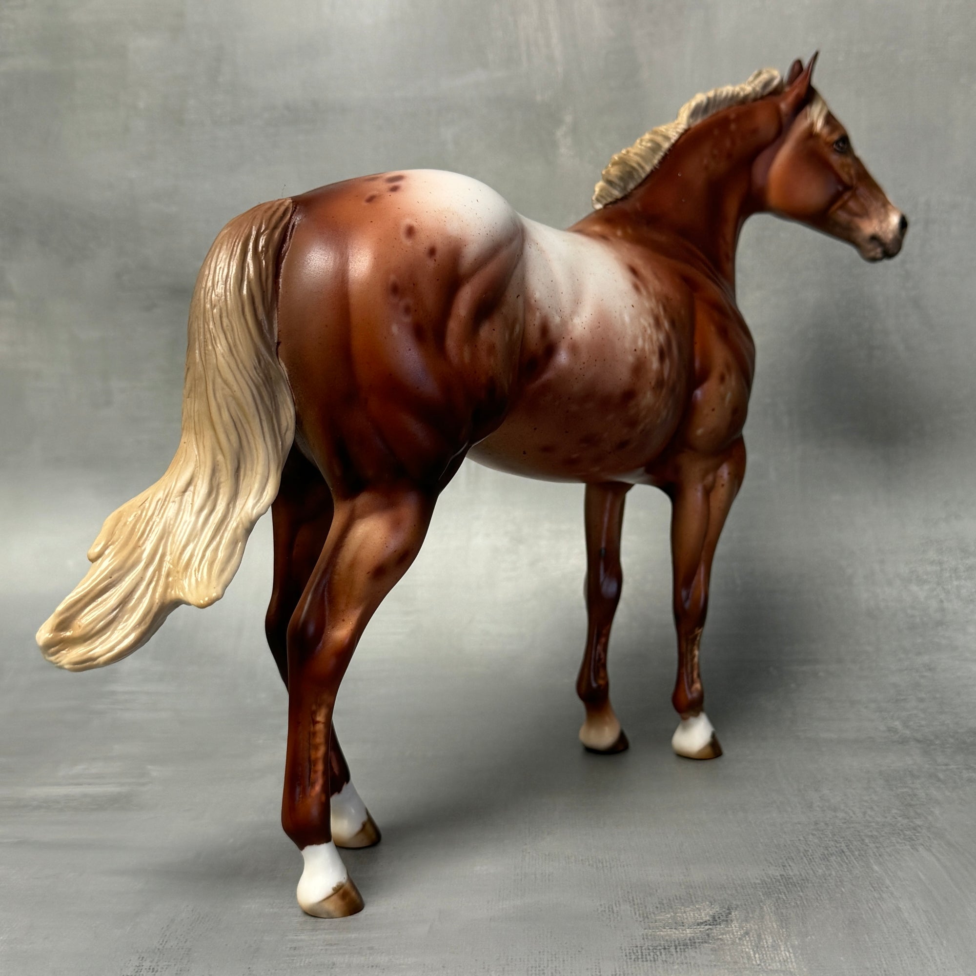 SAMPLE Virginia Appaloosa Custom ISH Mare By Julie Keim SS824