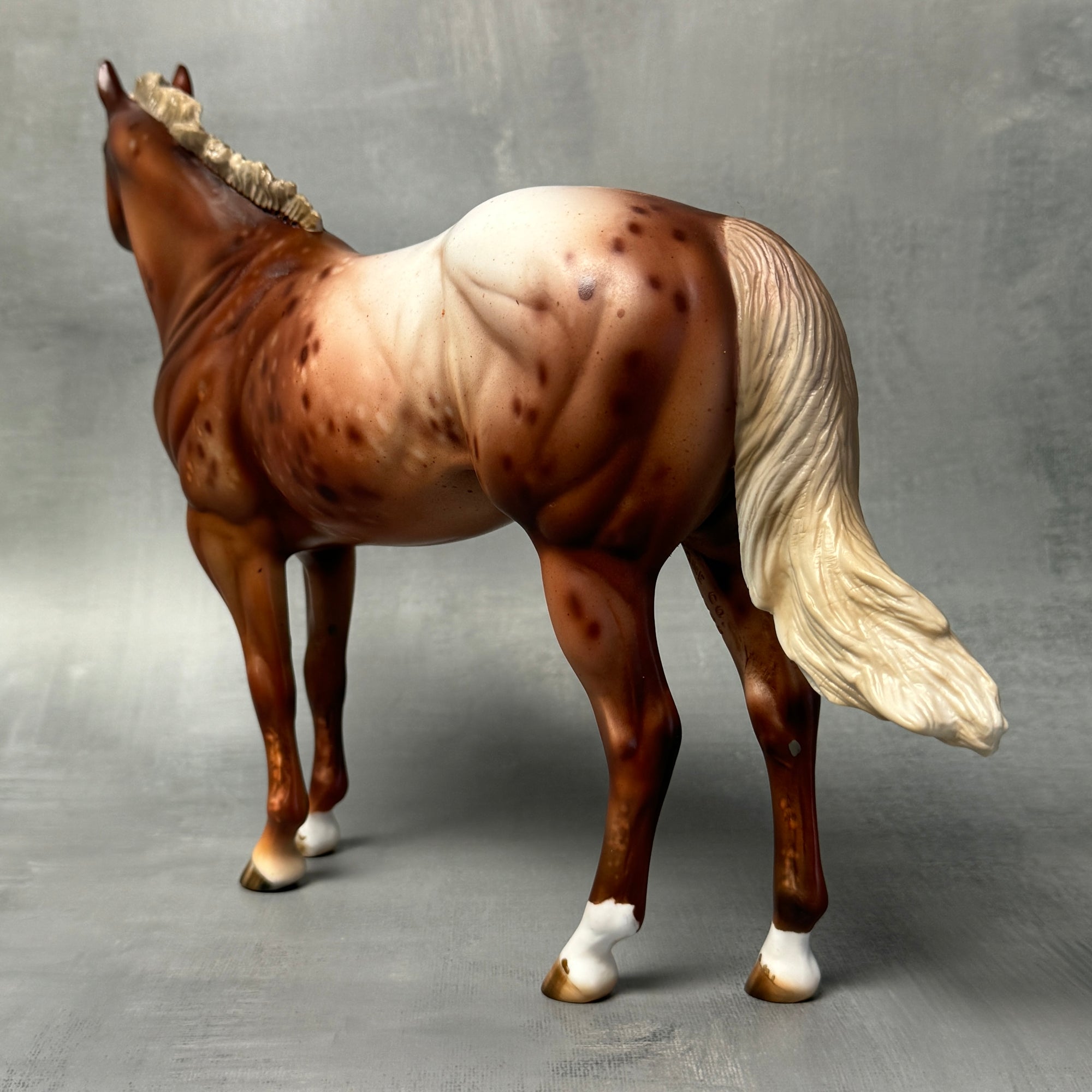 SAMPLE Virginia Appaloosa Custom ISH Mare By Julie Keim SS824