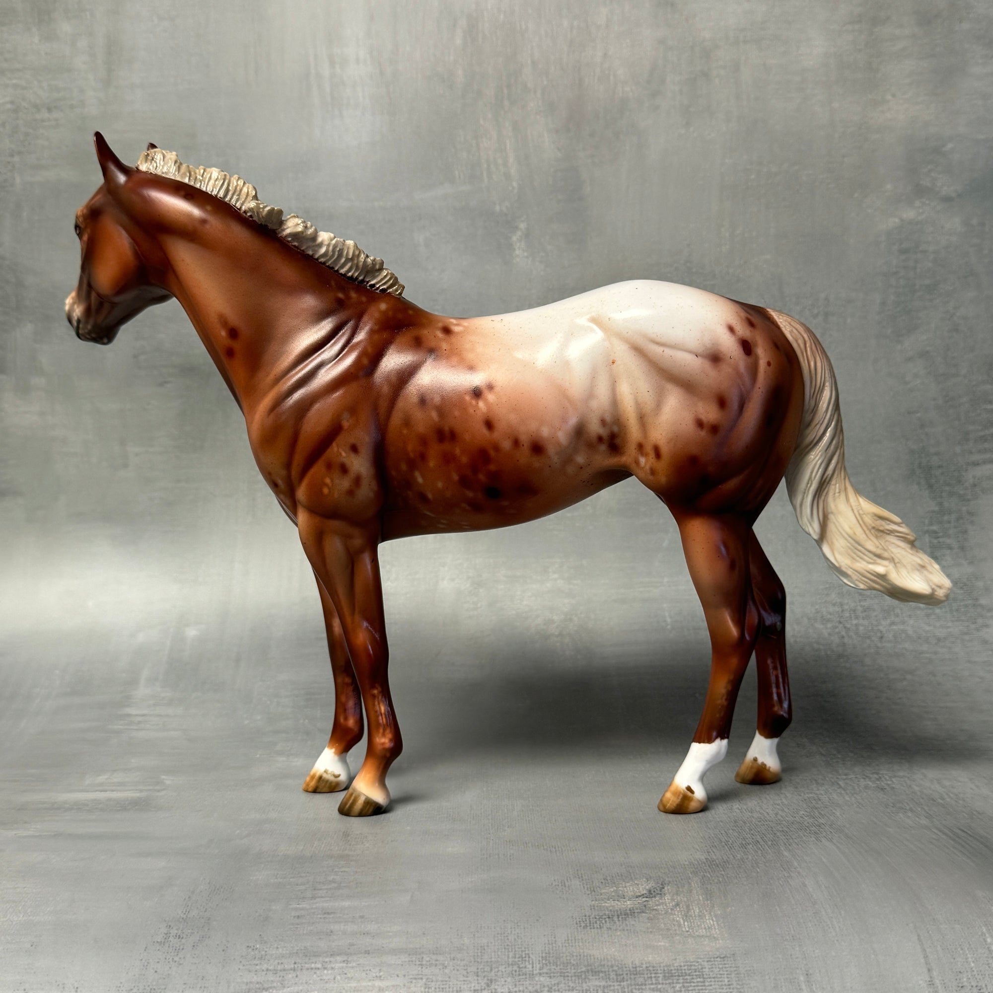SAMPLE Virginia Appaloosa Custom ISH Mare By Julie Keim SS824