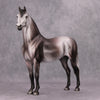 PREVIEW LISTING ONLY Coltergeist OOAK Dappled Grey Morgan By Dawn Quick MM24