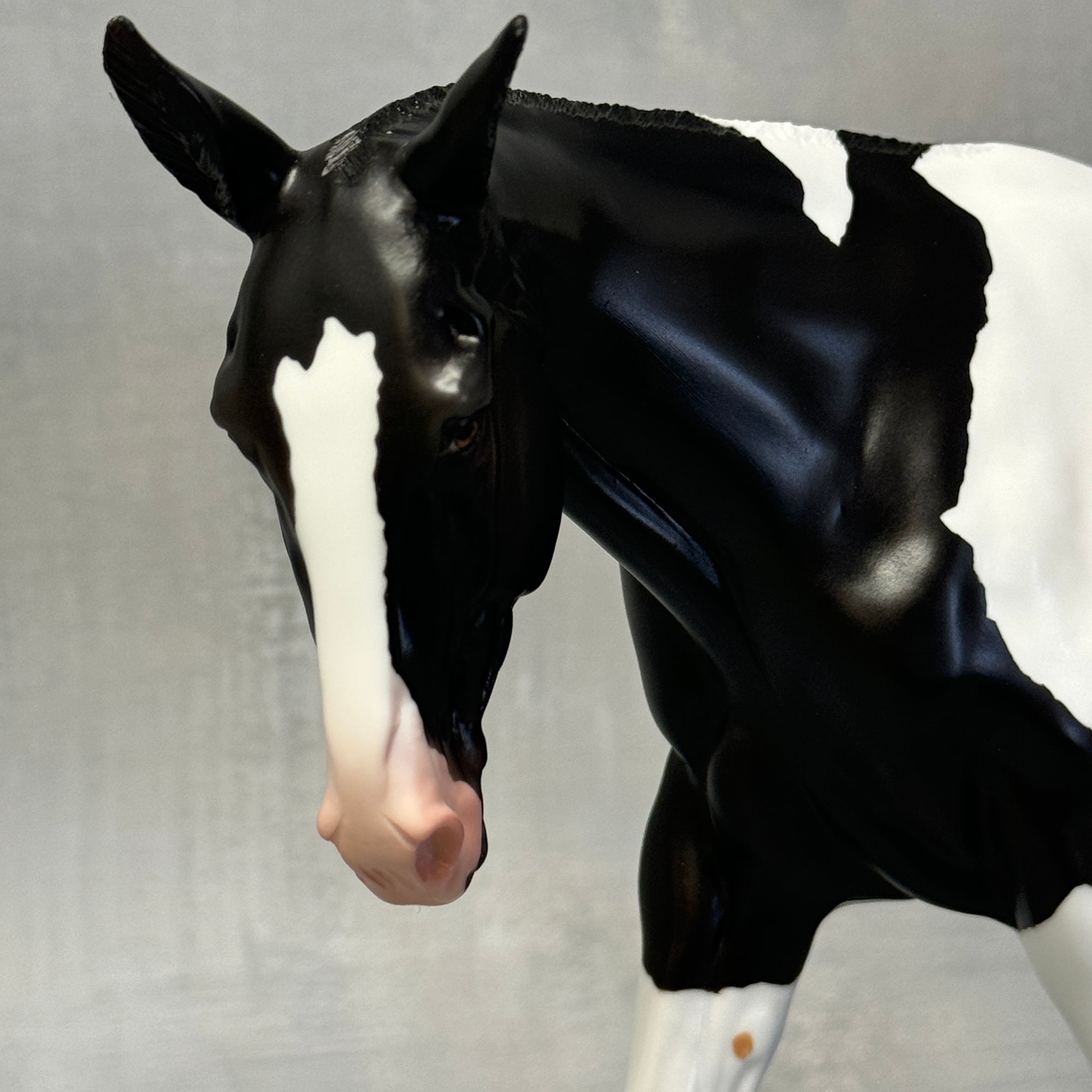 End of Month Sale - Kloissonne Black Tobiano Custom Mule By Angela Marleau SS824