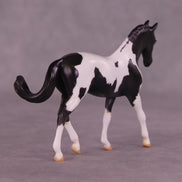 Renewal or Splendor LE-24 FCM Chip Warmblood By Dawn Quick FS25