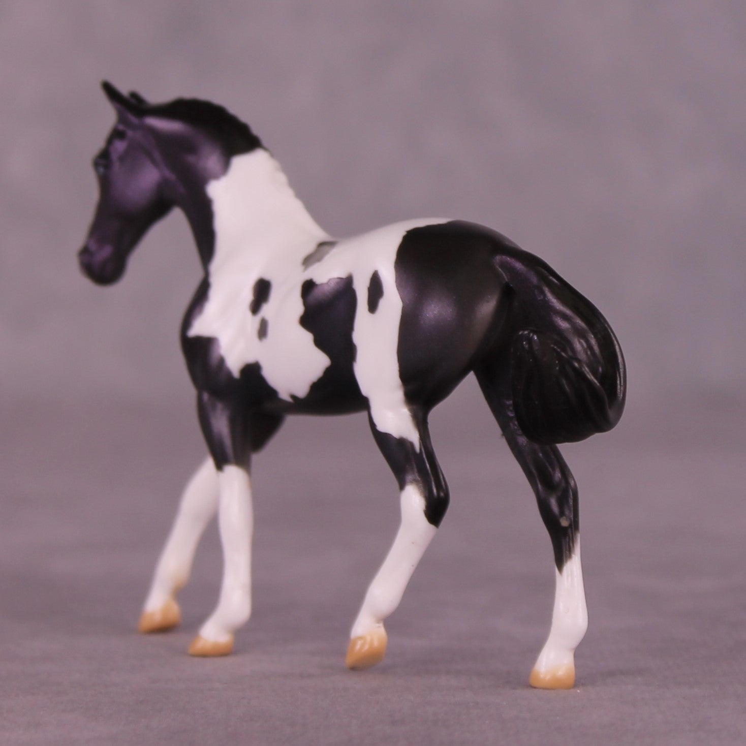 Renewal or Splendor LE-24 FCM Chip Warmblood By Dawn Quick FS25