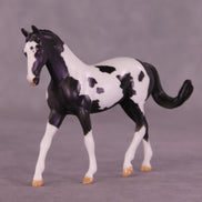 Renewal or Splendor LE-24 FCM Chip Warmblood By Dawn Quick FS25