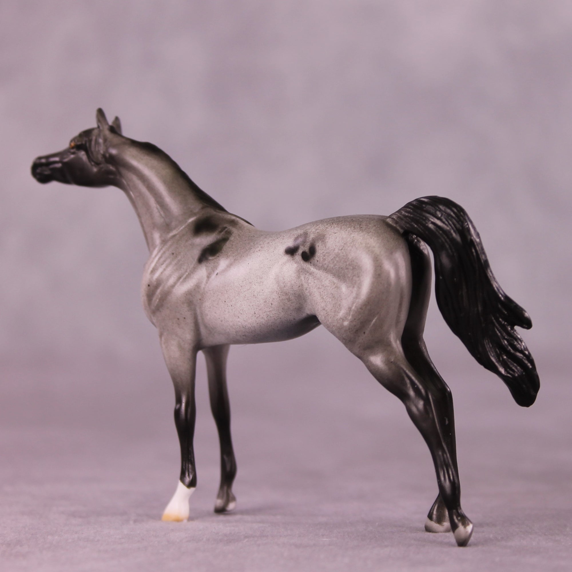 Tiddles or Min LE-12 Arabian Chip By Dawn Quick FS25