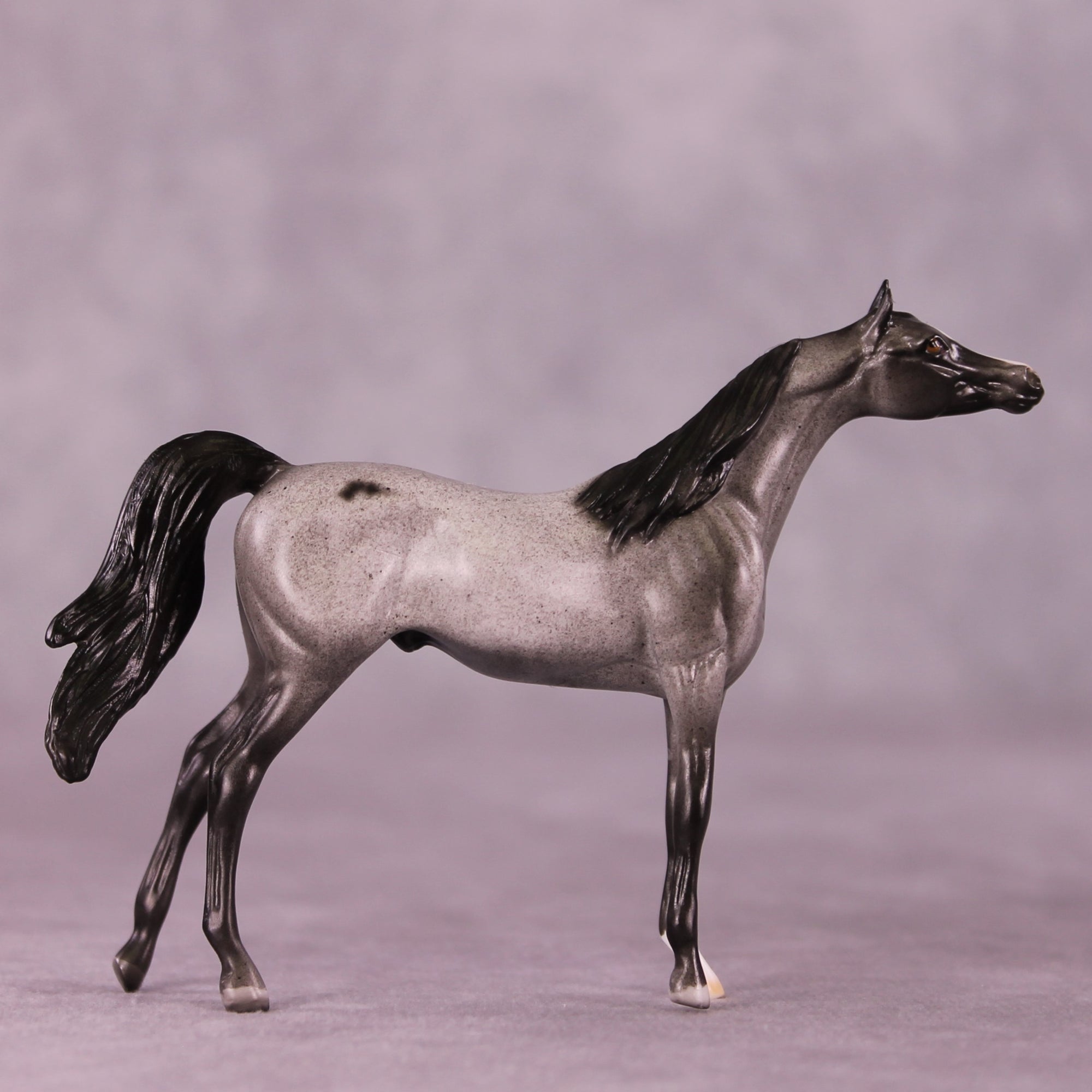 Tiddles or Min LE-12 Arabian Chip By Dawn Quick FS25