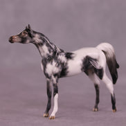 Beckett OOAK Arabian Chip by Dawn Quick LHS25