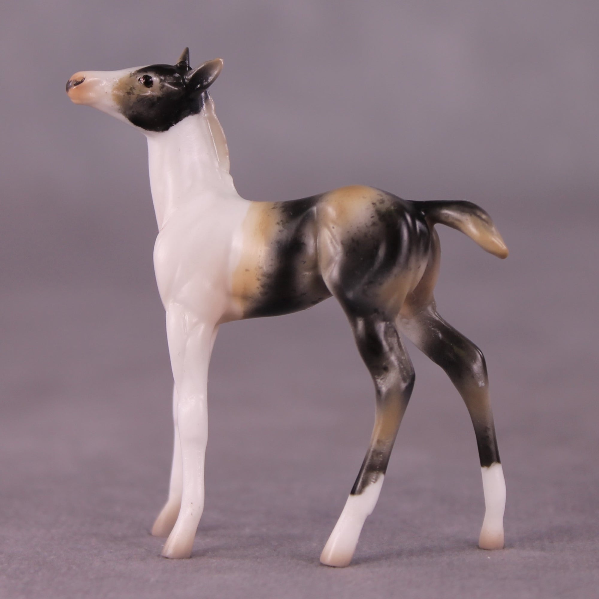 &quot;Benjamin&quot; OOAK Foal Chip By Jess Hamill - Menagerie Series
