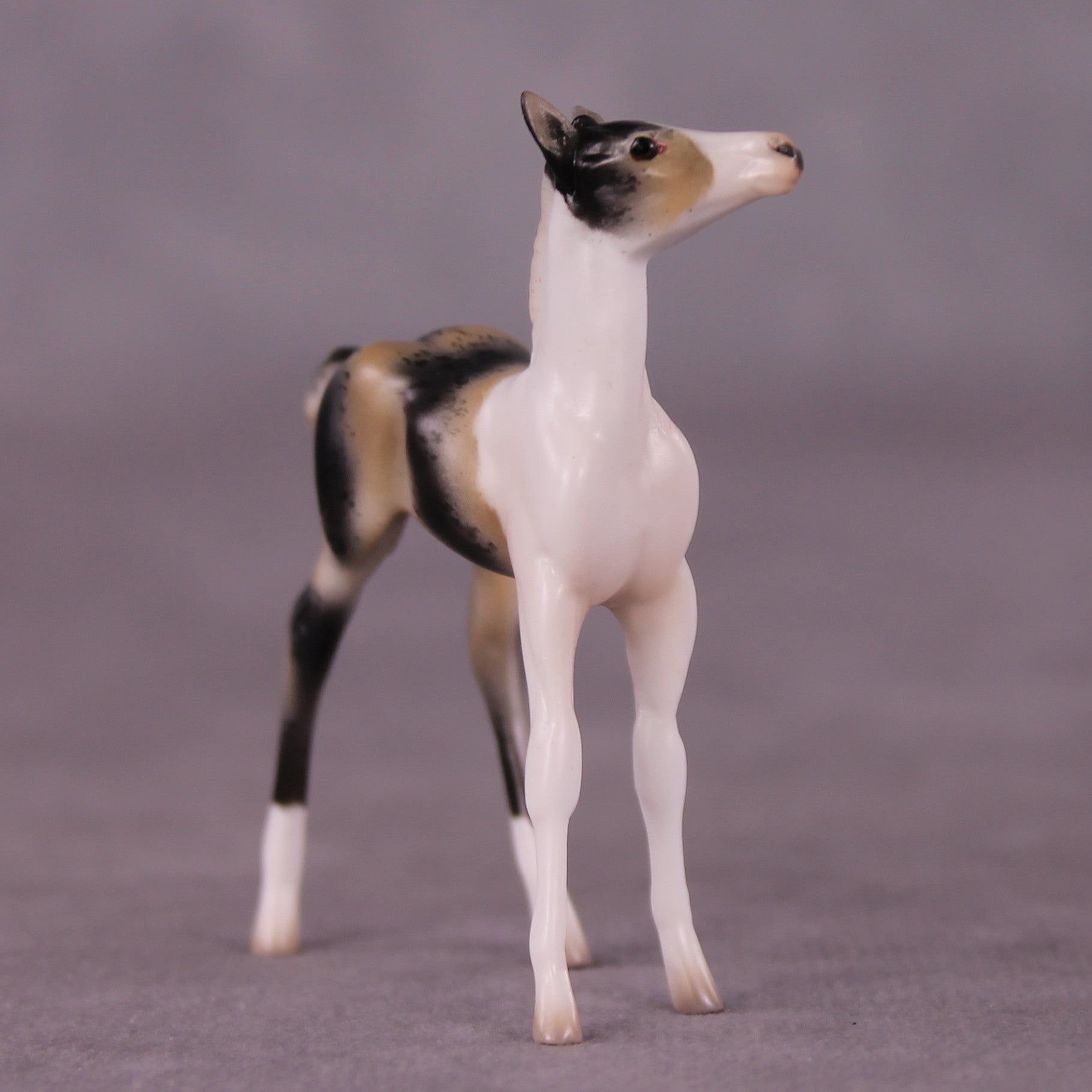 &quot;Benjamin&quot; OOAK Foal Chip By Jess Hamill - Menagerie Series