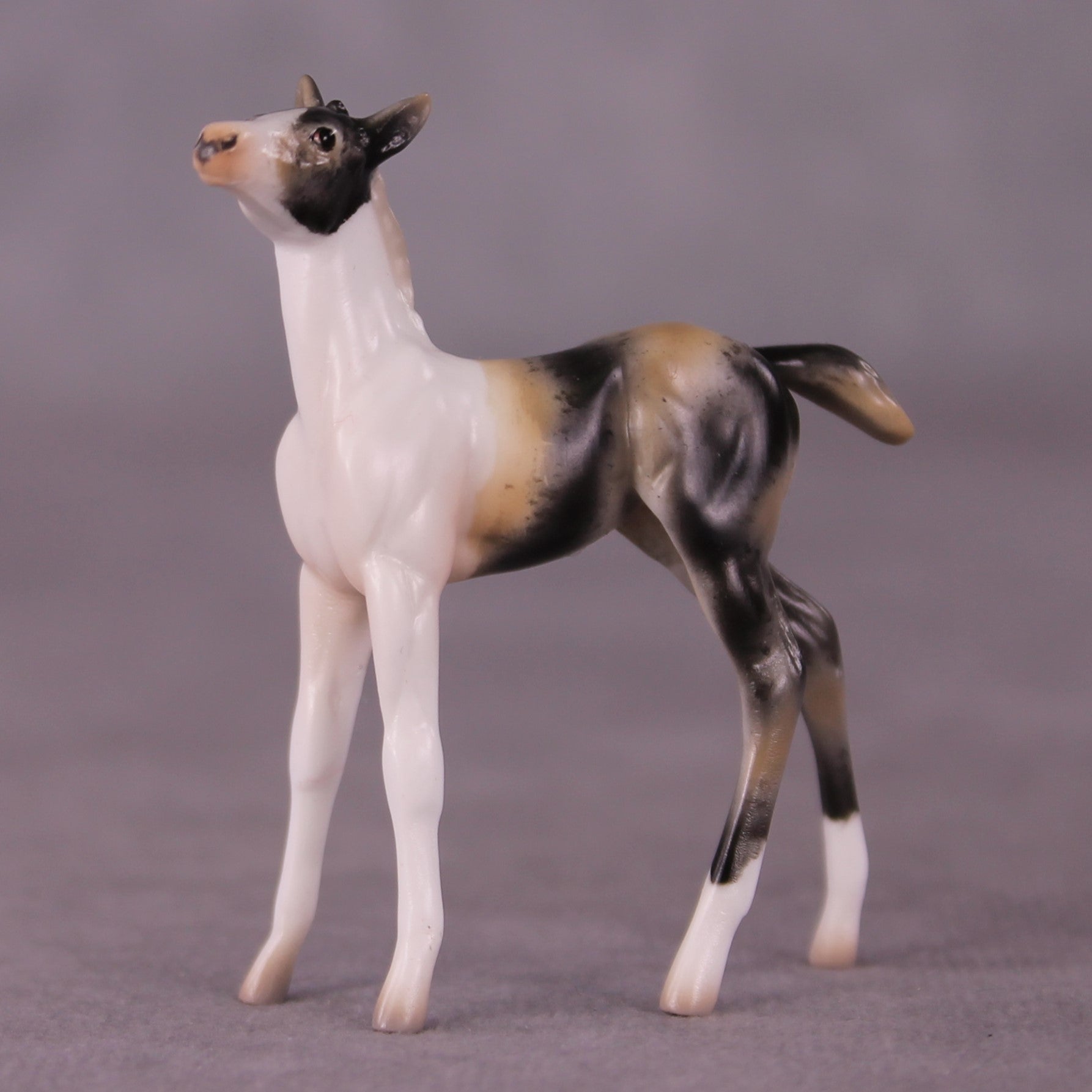&quot;Benjamin&quot; OOAK Foal Chip By Jess Hamill - Menagerie Series