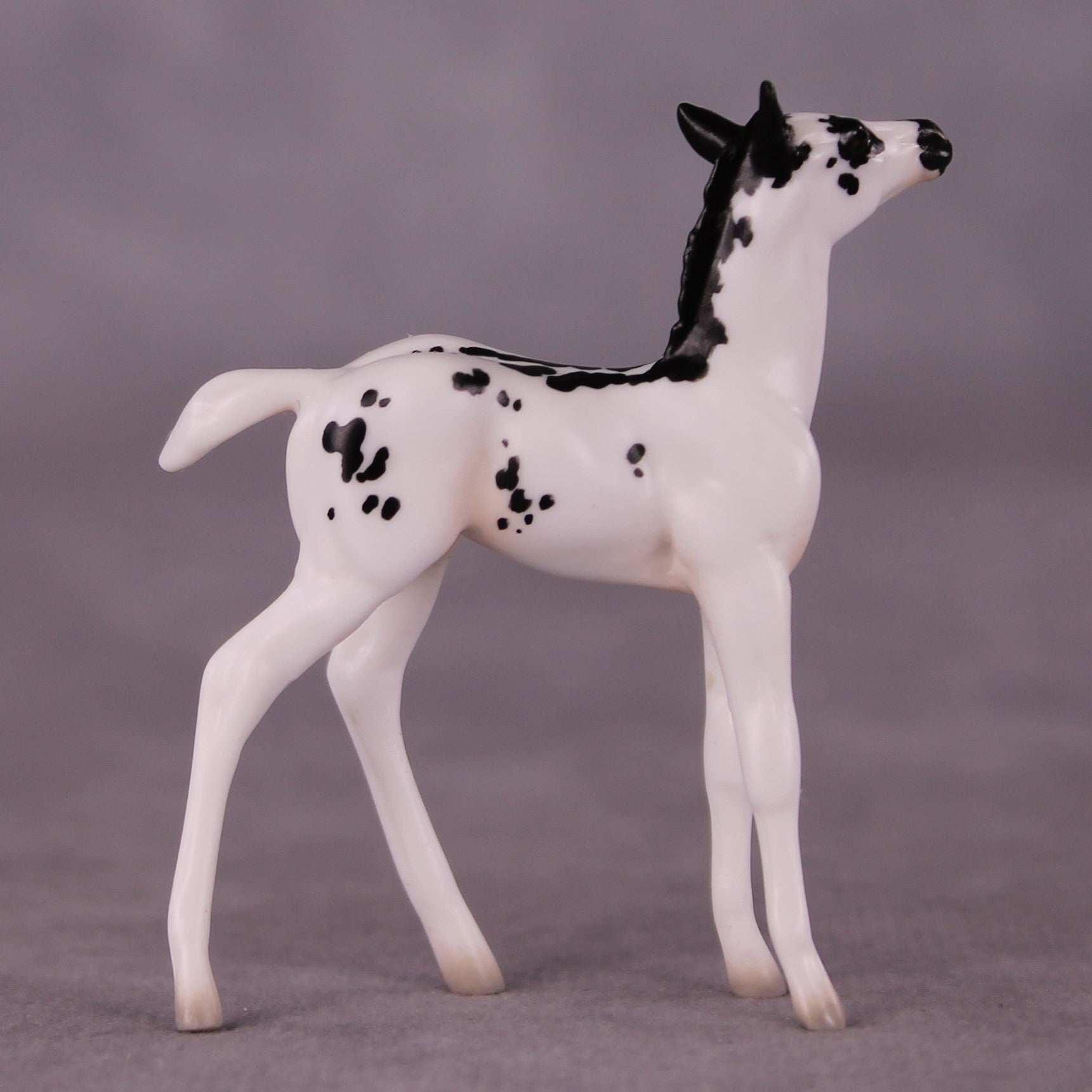 "Lady Bunny" OOAK Foal Chip By Jess Hamill - Menagerie Series