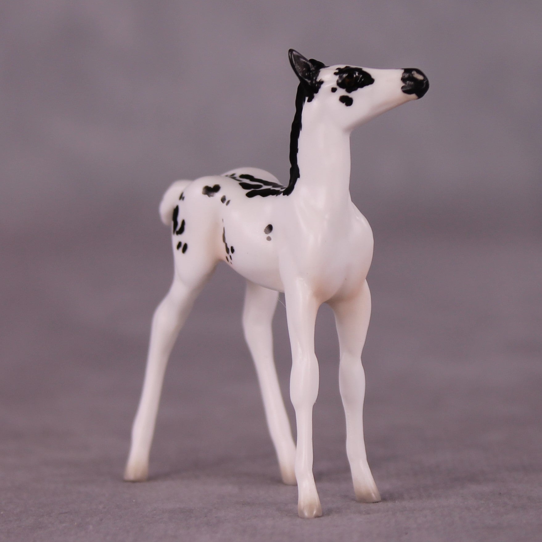 "Lady Bunny" OOAK Foal Chip By Jess Hamill - Menagerie Series