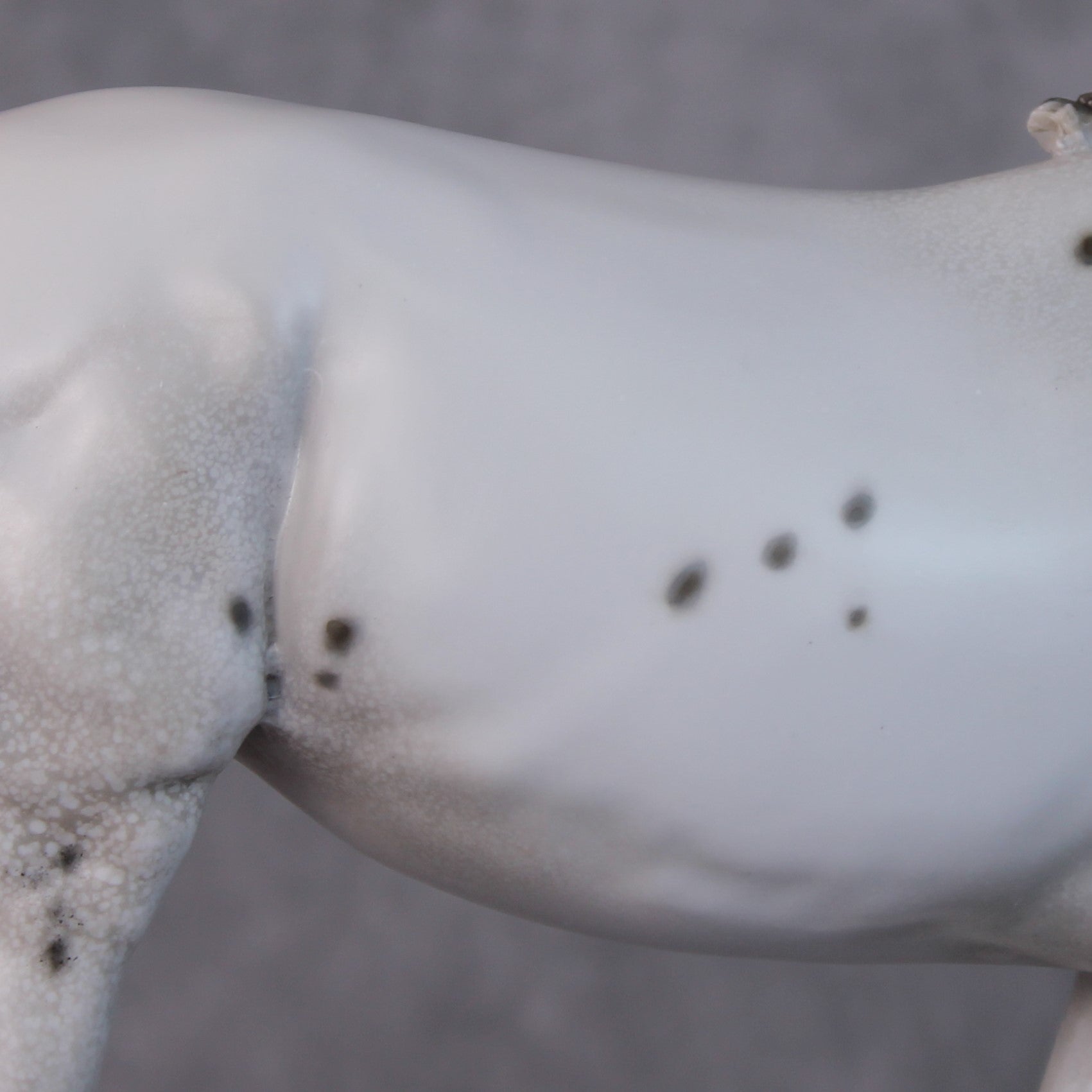 "Spot Me Purdy" OOAK Custom Appaloosa Mule By Tiffany Purdy - GemStone Series