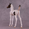 &quot;Pip&quot; OOAK Arab Foal by Julie Keim EQ25