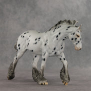 Catfish LE-10 FCM Irish Cob by Dawn Quick VV26