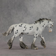 Catfish LE-10 FCM Irish Cob by Dawn Quick VV26