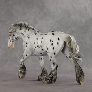 Catfish LE-10 FCM Irish Cob by Dawn Quick VV26