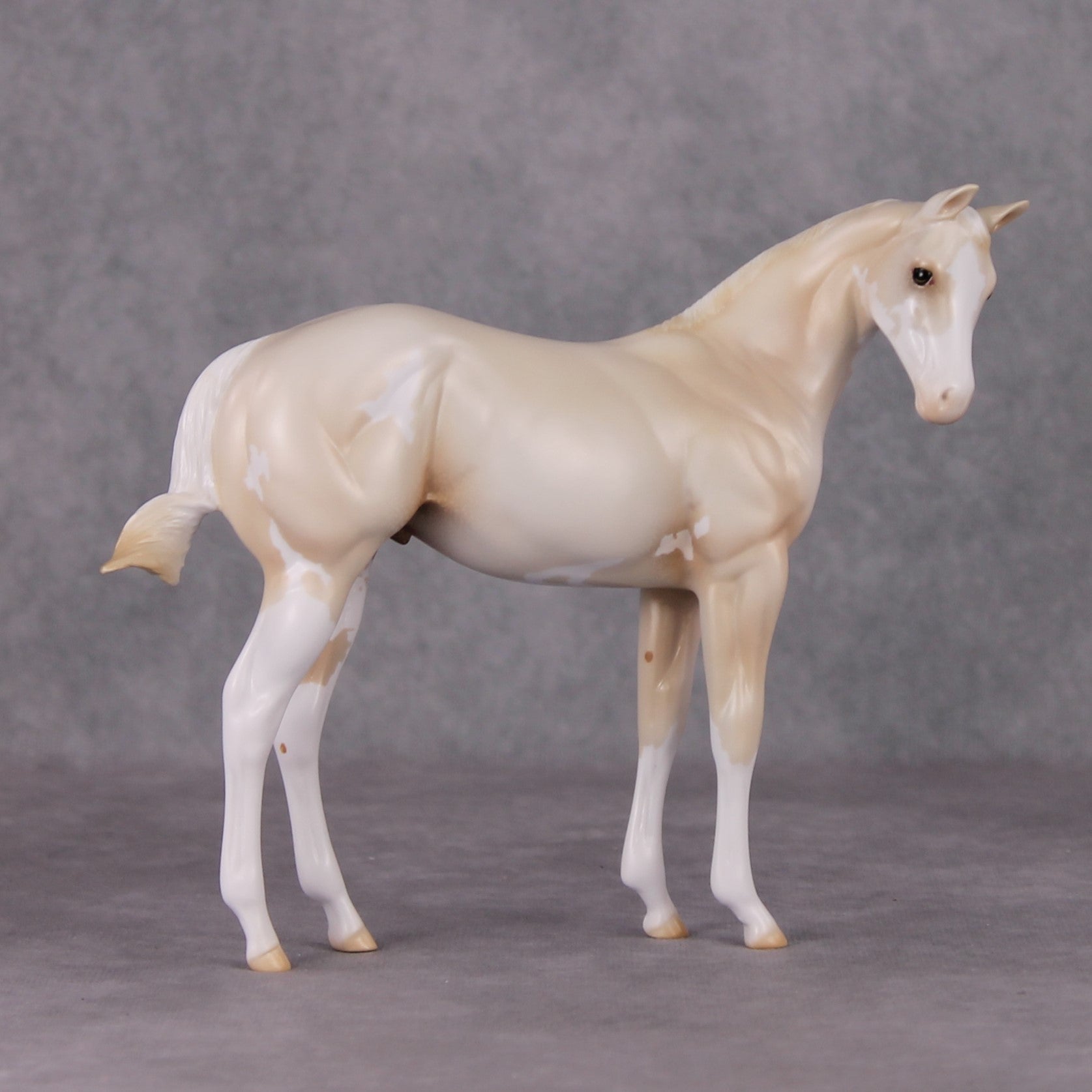 Oliver Twist LE-30 Cream Champagne Sabino Custom Weanling Painted By Ashley Palmer CL24